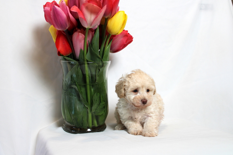 puppy, for, sale, Toy Poodle , Matthew B. Stoltzfus, dog, breeder, Gap, PA, dog-breeder, puppy-for-sale, forsale, nearby, find, puppyfind, locator, puppylocator, aca